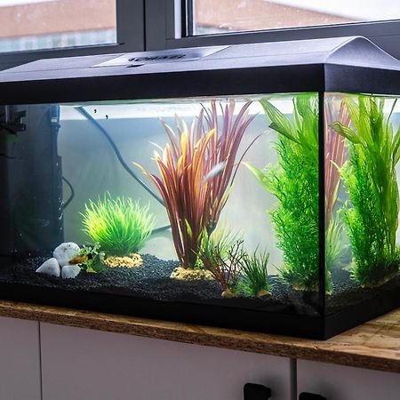 דירות מארק-אן-בראואל Studio Chaleureux Avec Aquarium מראה חיצוני תמונה